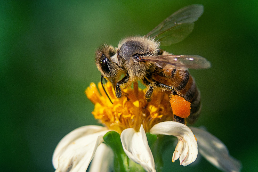 Pszczoła na kwiatku zbierająca nektar. 