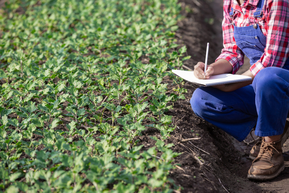 Widać fragment osoby w koszuli w czerwoną kratę i niebieskich ogrodniczkach. Osoba kuca przy niewielkich zielonych roślinach na polu i zapisuje coś w notatniku.